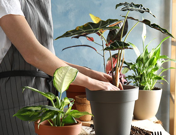 植物診療サービス
