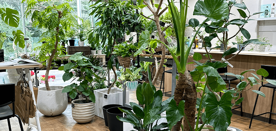 植物の診療