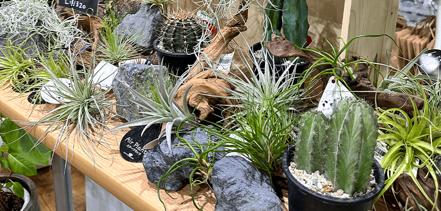 植物の販売